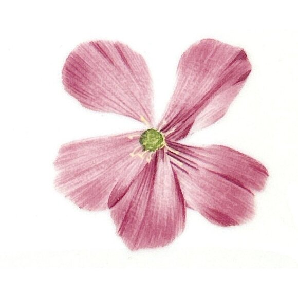 CALVIN KLEIN Four Ceramic Appetizer Salad Dessert Square Plates Floral Pink 6.5" - Picture 5 of 9